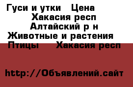 Гуси и утки › Цена ­ 1 200 - Хакасия респ., Алтайский р-н Животные и растения » Птицы   . Хакасия респ.